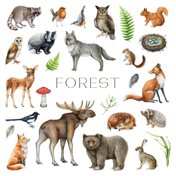 Erdei Állatok Madarak Természeti Elemek Készlete Akvarell Illusztráció Vadon Élő — Stock Fotó