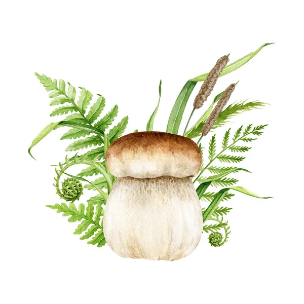 绿草装饰 水彩画 金银花是真菌 森林野生蘑菇与蕨类和青草自然装饰 Porcini复古风格的图像 白人背景 — 图库照片