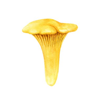 Chanterelle mantarı suluboya çizimi. Elle çizilmiş Cantharellus cibarius resmi. Chanterelle yenilebilir mantar tek element. Klasik tarz gerçekçi illüstrasyon. Beyaz arkaplanda izole.