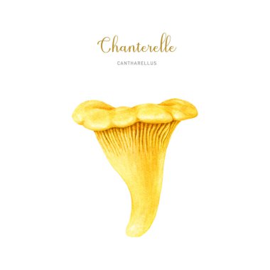 Chanterelle mantarı suluboya çizimi. Elle çizilmiş Cantharellus cibarius resmi. Chanterelle yenilebilir mantar tek element. Beyaz arkaplanda izole.