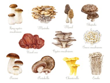 Elle boyanmış yenilebilir mantarlar. Suluboya çizimi. Porcini, chanterelle, istiridye mantarı, enoki, shiitake, morel çeşitli mantar unsurları. Beyaz arkaplanda izole.
