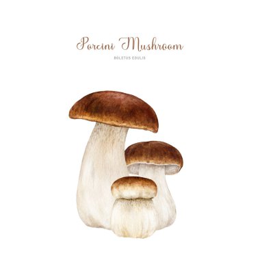Porcini mantar grubu. Suluboya klasik resim. El çizimi boletus edulis mantar görüntüsü. Porcini taze yenilebilir mantar elementi. Beyaz arkaplanda King Bolete illüstrasyonu.