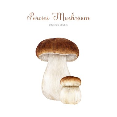 Porcini mantar grubu suluboya çizimi. El çizimi boletus edulis mantar görüntüsü. Porcini taze yenilebilir mantarlar klasik tarz elementler. Beyaz arkaplanda King Bolete illüstrasyonu.