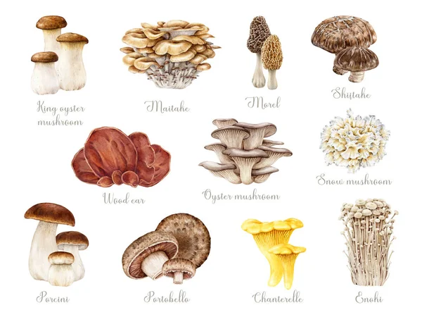 Set Funghi Commestibili Dipinti Mano Illustrazione Acquerello Porcini Finferli Funghi — Foto Stock