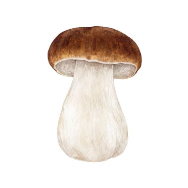 Porcini mantarı suluboya çizimi. El çizimi boletus edulis mantarı tek görüntü. Porcini yenilebilir mantar antika tarzı element. Beyaz arkaplanda King Bolete illüstrasyonu.