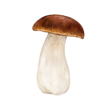 Porcini taze mantar. Suluboya resim. El çizimi boletus edulis mantarı tek görüntü. Porcini yenilebilir mantar antika tarzı element. Beyaz arkaplanda King Bolete.