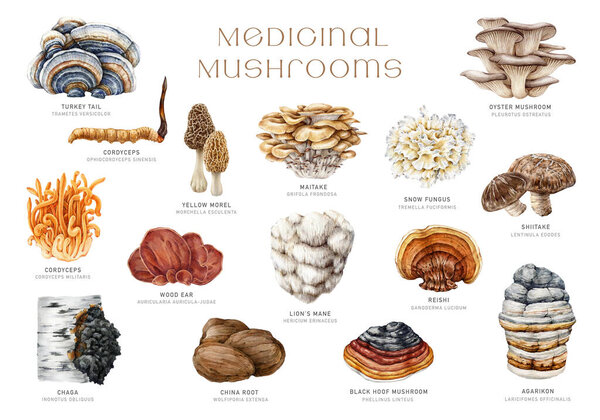 Medicinal mushrooms set. Watercolor illustration. Hand painted medicinal fungus natural elements. Lions mane, chaga, reishi, cordyceps, maitake, turkey tail mushroom collection. White background.