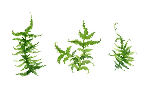 Groen Mos Aquarel Illustratie Set Bos Natuurlijke Greens Close Gedetailleerde — Stockfoto