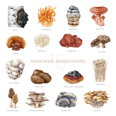 Şifalı mantar seti. Suluboya çizimi. El yapımı tıbbi mantar doğal elementler. Aslan yelesi, chaga, reishi, cordyceps, maitake, hindi kuyruğu, istiridye mantarı. Beyaz arkaplan.