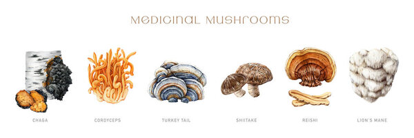 Medicinal mushroom painted set. Watercolor illustration. Hand drawn natural medicinal fungus element collection. Lions mane, chaga, reishi, cordyceps, turkey tail, shiitake mushroom. White background.