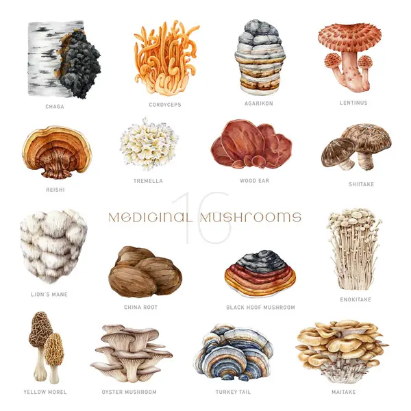 Medizinische Pilze Bemalt Set Aquarell Illustration Handgezeichnete Heilpilz Natürlichen Elementen — Stockfoto