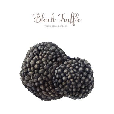 Siyah mantar. Suluboya çizimi. Elle çizilmiş tüm Tuber melanosporum mantarı. Elle boyanmış mantar. Pahalı mantar unsuru. Beyaz arkaplanda izole.