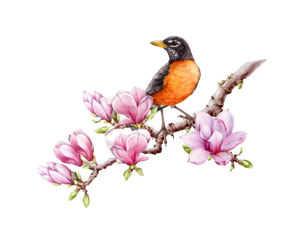 Robin Americano Rama Magnolia Ilustración Acuarela Robin Americano Pintado Mano — Foto de Stock