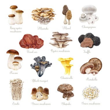 Yenilebilir mantarlar klasik tarz seti. Suluboya resim. Porcini, chanterelle, truffle, enoki, shiitake, morel. Çeşitli mantar elementleri. Beyaz arkaplanda izole edilmiş farklı mantarlar.