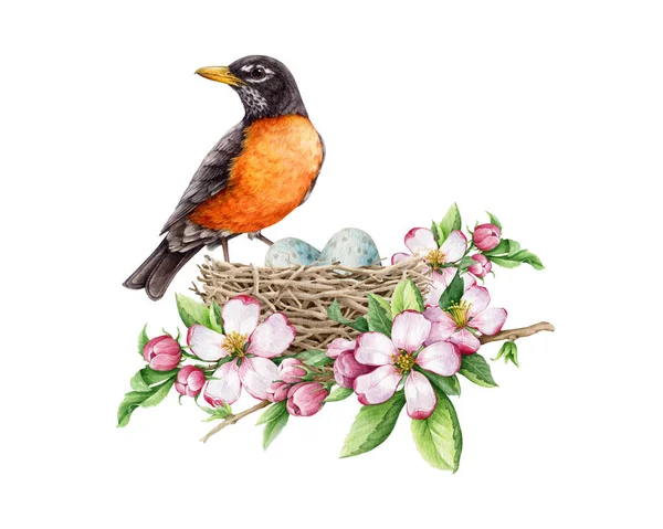 柔らかい春の花が装飾された巣の上のアメリカのロビン 水彩イラスト 現実的な春の自然手描き要素 巣に横たわる卵と森と庭のロビン鳥 — ストック写真