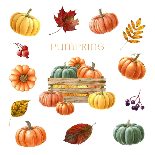 Hand Drawn Pumpkin Autumn Leaves Set Watercolor Painted Illustration Farm — Stock Photo, Image