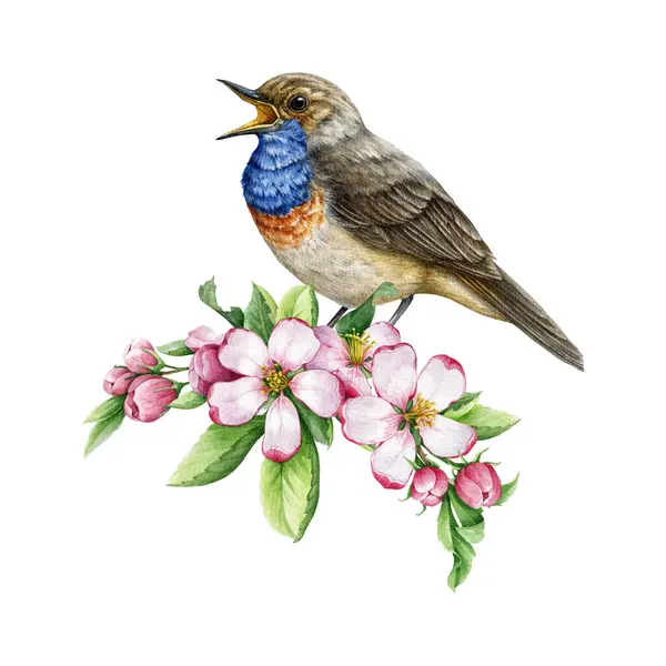 Cantando Pássaro Bluethroat Com Decoração Flores Concurso Primavera Ilustração Aquarela — Fotografia de Stock