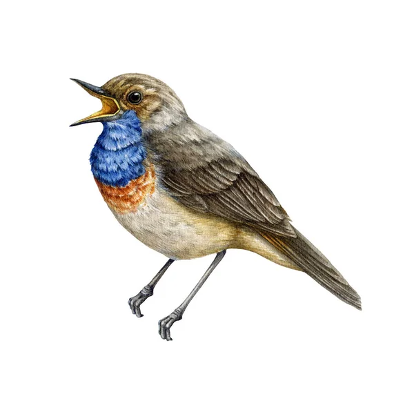 Zingen Bluethroat Vogel Aquarel Illustratie Met Hand Getekend Luscinia Svecica — Stockfoto
