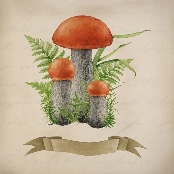 Bolete Abedul Naranja Con Ilustración Estilo Vintage Musgo Verde Imagen — Foto de Stock