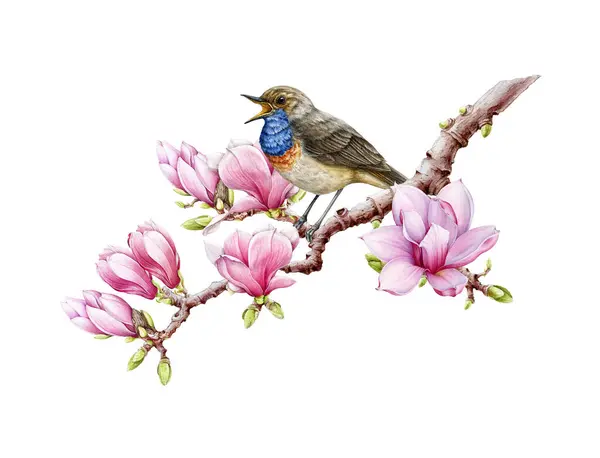 鸟儿在盛开的木兰花枝上歌唱 水彩画 唱蓝调 春花柔嫩 小可爱的鸣鸟 用花朵装饰隔离的唱蓝调鸟 — 图库照片