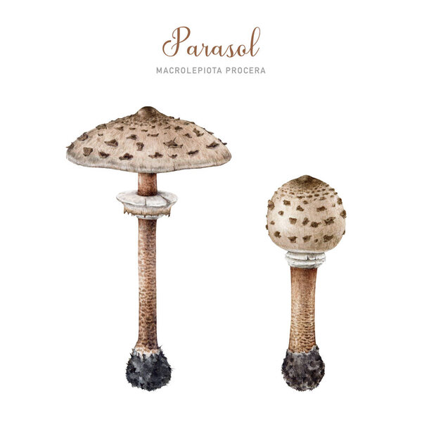 Parasol mushroom painted set. Watercolor illustration. Hand drawn macrolepiota procera fungus on white background. Vintage style parasol forest edible mushroom element collection. White background.