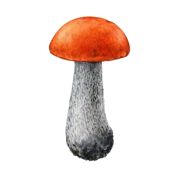 Orange Cap Boletus Painted Illustration Watercolor Hand Drawn Red Capped — Stock Photo, Image
