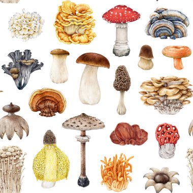 Eski tarz, dikişsiz mantar deseni. Suluboya çizimi. Elle çizilmiş mantar koleksiyonu. Beyaz arka planda farklı mantarlar. Porcini, uçuk agarik, kordyceps, reishi beyaz arka plan.