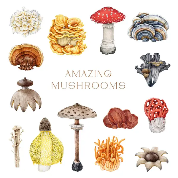 Amazing Mushrooms Vintage Style Painted Set Watercolor Illustration Hand Drawn — Stock Photo, Image