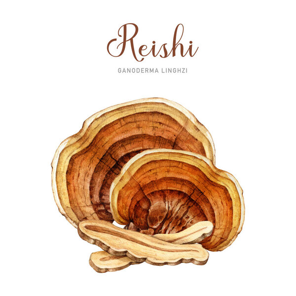Reishi mushroom group watercolor illustration. Hand drawn ganoderma linghzhi fungi. Hand painted medicinal mushrooms whole and peaces elements. Reishi natural healing treatment on white background.