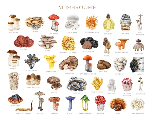 stock image Different mushrooms big set. Watercolor painted illustration. Hand drawn various edible and medicinal fungi collection. Vintage style mushroom element with names big collection. White background.