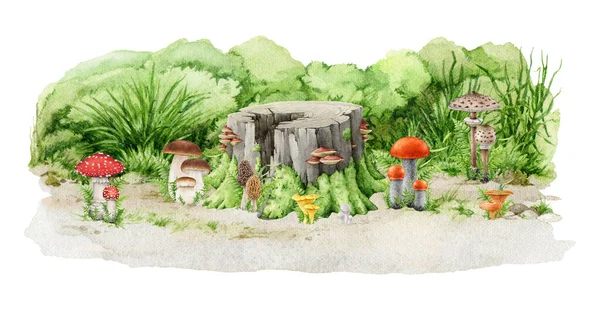 Vários Grupos Cogumelos Florestais Crescendo Chão Com Toco Árvore Imagem — Fotografia de Stock
