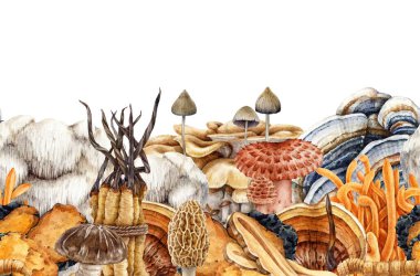 Tıbben farklı mantarlar, kusursuz sınırlar. Suluboya çizimi. Klasik dekor sınırında çeşitli boyalı tıbbi mantarlar. Reishi, cordyceps, hindi kuyruğu tıbbi mantar elementi..