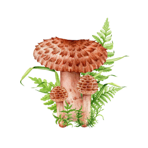 Lentinus tigrinus mushroom group with fern and grass. Watercolor painted illustration. Fresh natural medicinal forest mushroom element. Lentinus group with greens on white background.