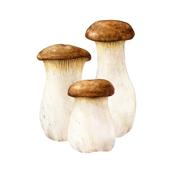 国王号角蘑菇群 水彩画插图 手绘桉树白喉菌 食用新鲜国王牡蛎菌群元素 白色背景中分离出的美味真菌 — 图库照片