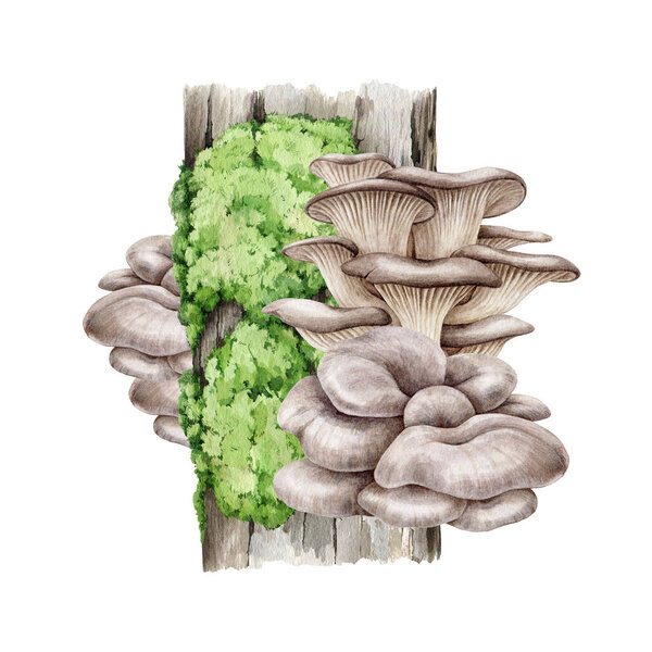 Oyster mushroom growing on a mossy tree trunk. Watercolor illustration. Forest natural image. Hand painted Pleurotus ostreatus fungi. Oyster fresh natural mushrooms growing on a tree. White background