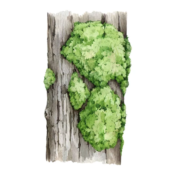 その上に緑のモスが付いている木のトランク 水彩イラスト 樹皮と緑が付いている手描きの木の部分 モッシーバークの天然木素材 白い背景で隔離された木製の部分 — ストック写真