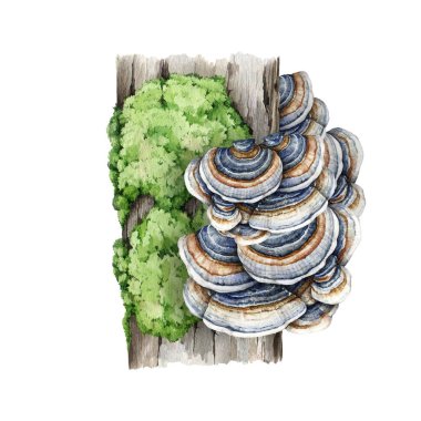 Yeşil yosunlu bir ağaç gövdesinde hindi kuyruğu mantarı. Suluboya çizimi. Trametes versicolor mantarı. Yosun ağacı doğal elementinde büyüyen hindi kuyruğu mantarı. Beyaz arkaplanda izole.