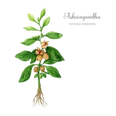 Ashwagandha bitki suluboya çizimi. El yapımı Withania Somnifera tıbbi bitki botanik gerçekçi görüntü. Ashwagandha bitki sapı ve kök elementi. Beyaz arkaplanda izole.