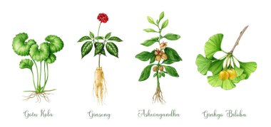 Şifalı bitki suluboya resimleme seti. El yapımı antika tıbbi tesisler. Ginseng, gotu kola, ashwagandha, ginkgo biloba sağlık bitkileri koleksiyonu. Beyaz arkaplanda izole.