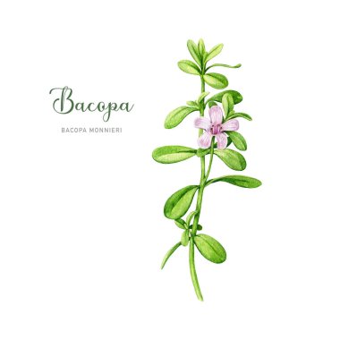 Bacopa bitkisi suluboya çizimi. El yapımı Bacopa monnieri adaptojenik şifalı bitki. Çiçekli ve yeşil yapraklı Brahmi otu sapı. Ayurvedic tıp elementi. Beyaz arkaplan.