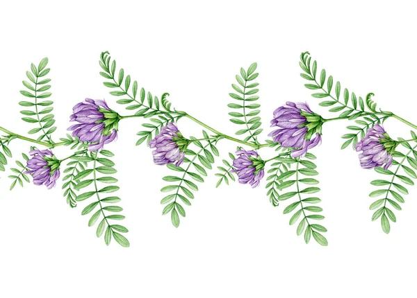 Astragalus Plant Seamless Border Watercolor Illustration Hand Drawn Medicinal Plant — Stock Photo, Image