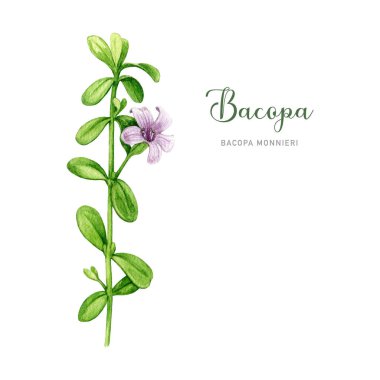 Yeşil yapraklı ve suluboya resimli Bacopa bitkisi. El yapımı Bacopa monnieri adaptojenik şifalı bitki. Brahmi bitkisi ayurveda ilaç elementi. Beyaz arkaplan.