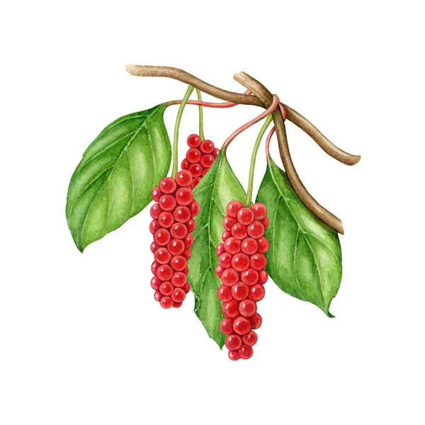 西山德拉植物分枝 绿叶和红色浆果 水彩画 手绘西山杜鹃药用植物图解 新鲜的有机适应性转基因草本植物 白人背景 — 图库照片