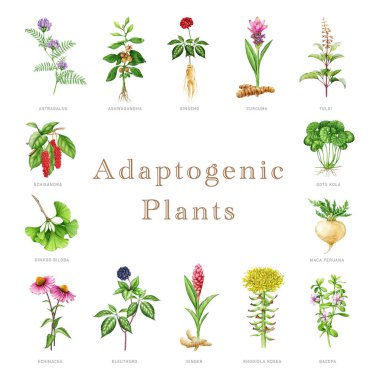 Adaptojenik bitkiler ve bitkiler. Suluboya botanik illüstrasyon. El yapımı çeşitli bitkiler. Ginseng, ginkgo biloba, bacopa, maca, eleuthero bitki elementleri. Beyaz arkaplan.