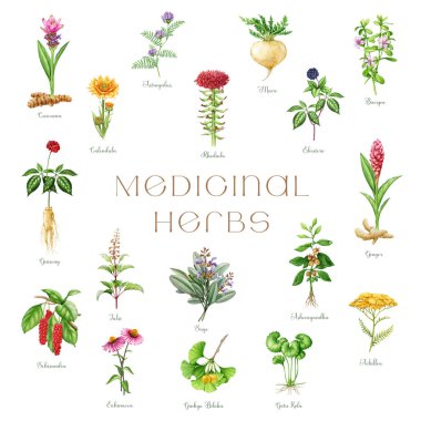Şifalı bitkiler ve bitkiler suluboya çizim seti. El yapımı tıbbi bitki elementleri. Ginseng, gotu kola, echinacea, calendula, maca, ashwagandha, ginkgo sağlık bitkileri. Beyaz arkaplan.
