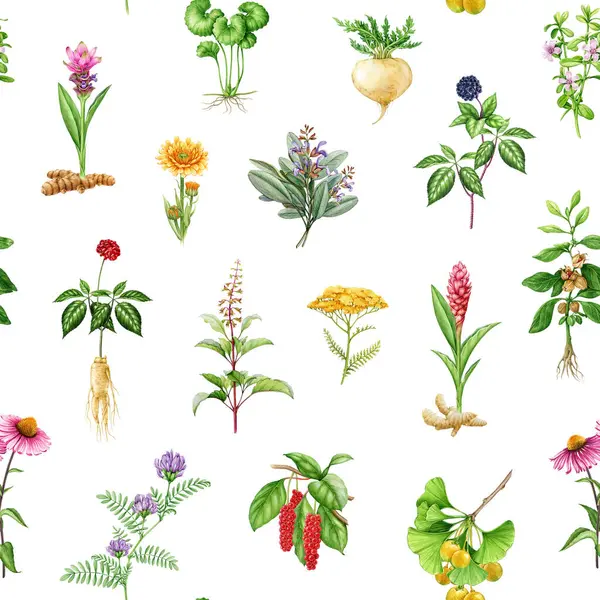 Heilkräuter Und Pflanzen Nahtlose Muster Aquarell Illustration Handgezeichnete Medizinische Kräuter — Stockfoto