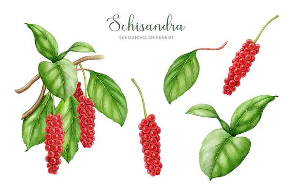 Schisandra bitkisi şifalı bitki suluboya çizim seti. El çizimi Schisandra çingenesi tıbbi bitki çizimi. Organik adaptojenik bitki, yapraklar, böğürtlen, dal elementi. Beyaz arkaplan.