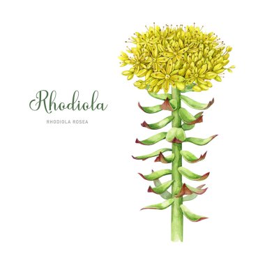 Rhodiola rosea medicinal plant watercolor illustration. Hand drawn adaptogenic herb. Botanical vintage style illustration. Blooming rhodiola rosea stem with leaves, flowers element. White background. clipart