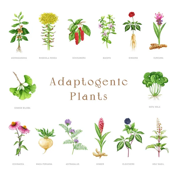 Adaptogenic plants and herbs painted set. Watercolor botanical illustration. Hand drawn medicinal different plant collection. Gotu kola, tulsi, astragalus, echinacea herb elements. White background.