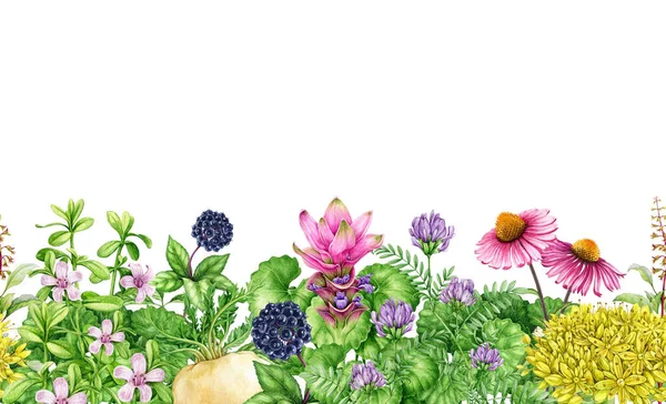 Medicinal adaptogenic plants and herbs seamless border. Watercolor botanical illustration. Hand drawn fresh eleuthero, maca, gotu kola, bacopa, echinacea plants seamless border. White background.
